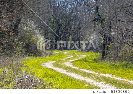 Trees and blossoming bushes along forest track in Trees and blossoming bushes along forest track in 63356369