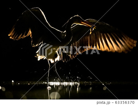 Silhouette of Grey heron with spread wings at 63356370