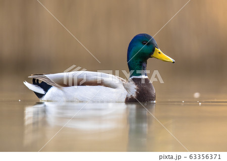 Male Wild Mallard Duck swimming Male Wild Mallard Duck swimming 63356371
