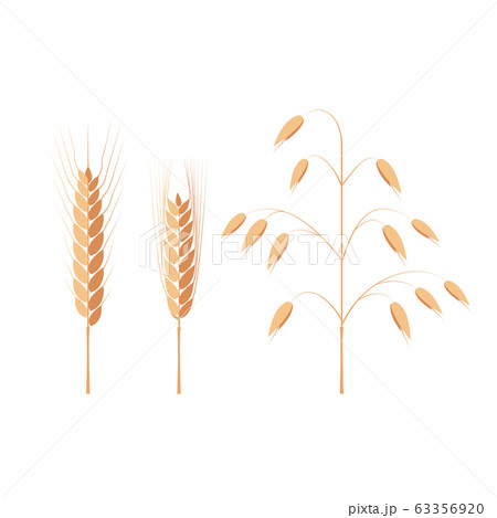 Wheat, barley and oat ears 63356920