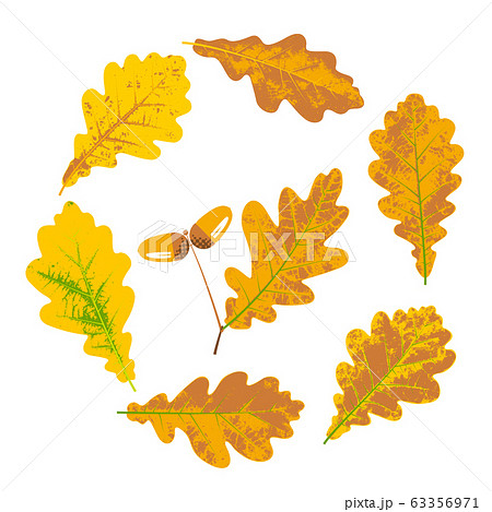Oak yellow autumn leaves and acorns 63356971