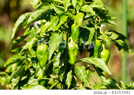 獅子唐 獅子唐 63357091