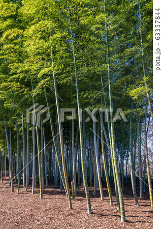上尾丸山公園 竹林 上尾市 上尾丸山公園 竹林 上尾市 63357844