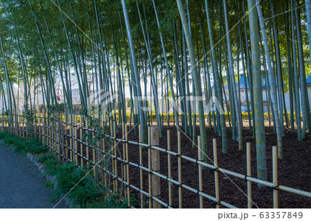 上尾丸山公園 竹林 上尾市 上尾丸山公園 竹林 上尾市 63357849