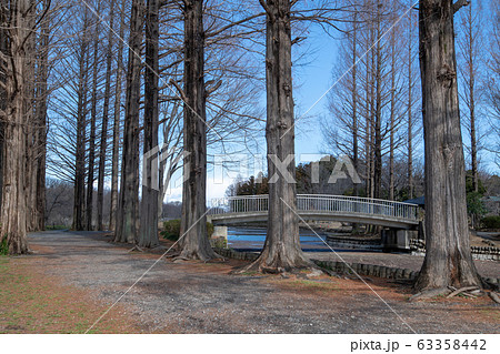 上尾丸山公園 樹木 上尾市 上尾丸山公園 樹木 上尾市 63358442