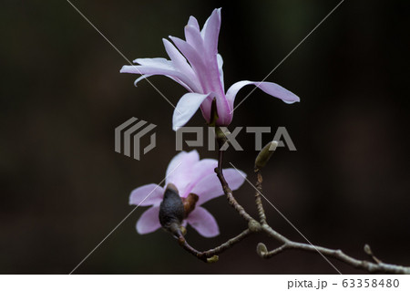 シデコブシの花 シデコブシの花 63358480