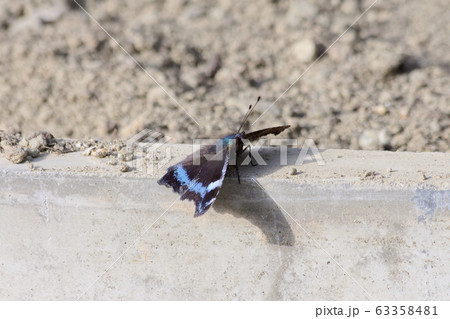 越冬蝶 越冬蝶 63358481