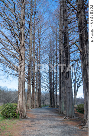 上尾丸山公園 樹木 メタセコイア 上尾市 上尾丸山公園 樹木 メタセコイア 上尾市 63358502