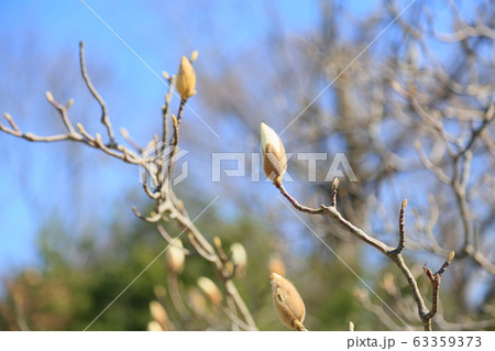 ハクモクレンの花芽 63359373