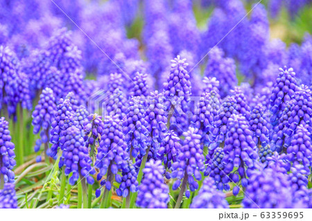 ムスカリ ムスカリ 63359695