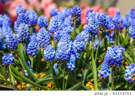 ムスカリ ムスカリ 63359701