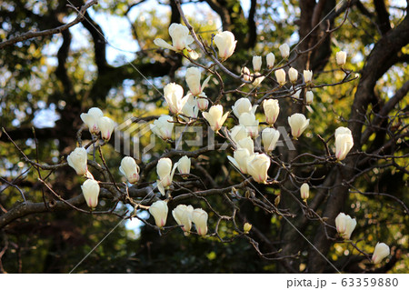 浜離宮のハクモクレン（1） 63359880