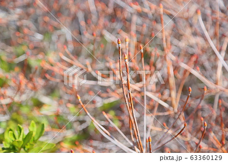 ドウダンツツジの花芽の写真素材