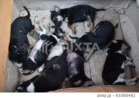 バングラデシュのダッカの中心街 路上の片隅のダンボールの中で生活する子犬の群れ バングラデシュのダッカの中心街 路上の片隅のダンボールの中で生活する子犬の群れ 63360462