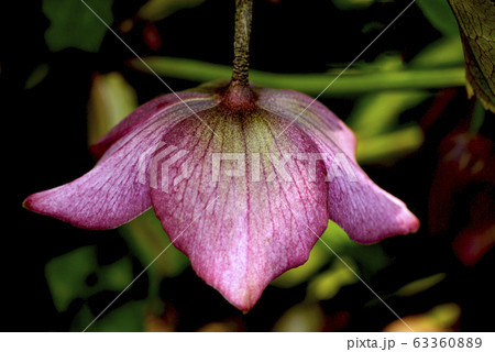 紫のクリスマスローズ 63360889