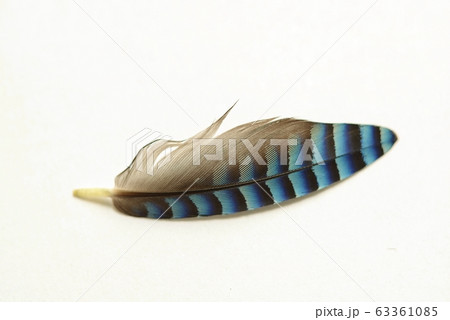 カケスの青い羽 63361085