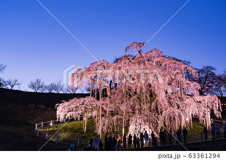 福島県 三春滝桜 ライトアップ 夕暮れ時 福島県 三春滝桜 ライトアップ 夕暮れ時 63361294