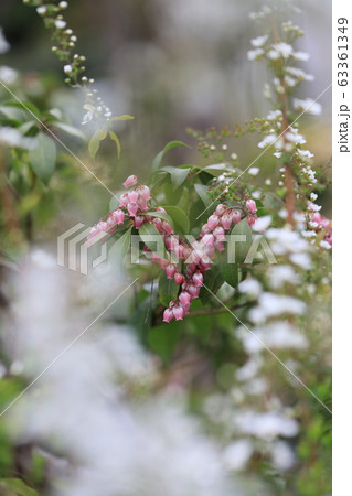 寺の花壇に咲いたアセビの写真素材