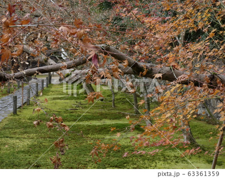 紅葉と苔の絨毯のお出迎え・一休寺 紅葉と苔の絨毯のお出迎え・一休寺 63361359