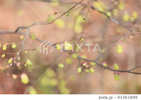 ヒュウガミズキの花 ヒュウガミズキの花 63361899