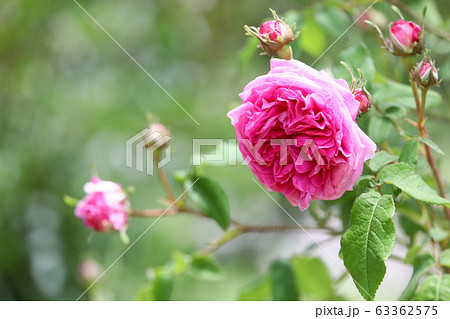 ロゼット咲きのピンクの薔薇 ロゼット咲きのピンクの薔薇 63362575