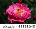 薔薇と蜂 63363045