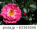 薔薇と蜂 63363046