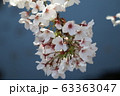 桜と青空 63363047