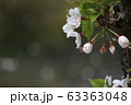 桜　咲き始め　 63363048