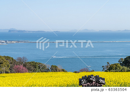菜の花畑 63363504