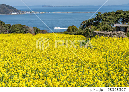 菜の花畑 63363597