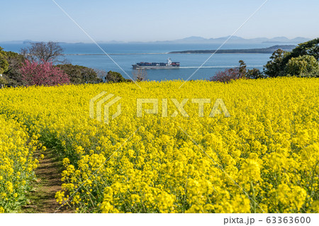 菜の花畑 63363600