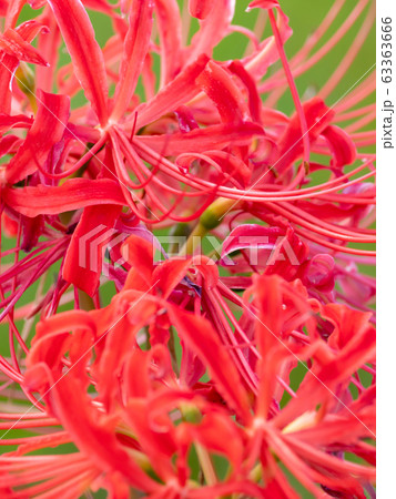 曼珠沙華 63363666