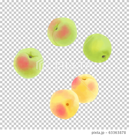 梅花水果水彩 梅花水果水彩 63363878