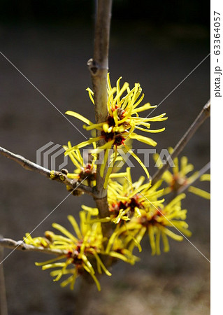 1039　マンサク　パリダ 63364057