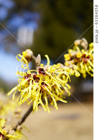 1038　マンサク　パリダ 63364058