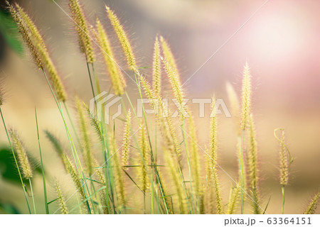 Pennisetum pedicellatum flower grass meadow in the Pennisetum pedicellatum flower grass meadow in the 63364151