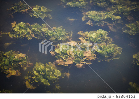 Fresh water weeds underwater / Plants water Fresh water weeds underwater / Plants water 63364153