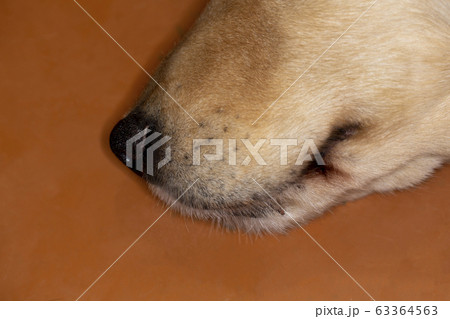 犬の口元の写真素材