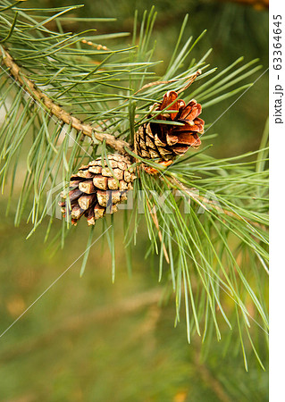 Open pine cones in the spring weigh on a branch in my month 63364645