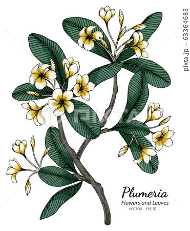 Plumeria flower and leaf drawing illustration with line art on white backgrounds. 63364683