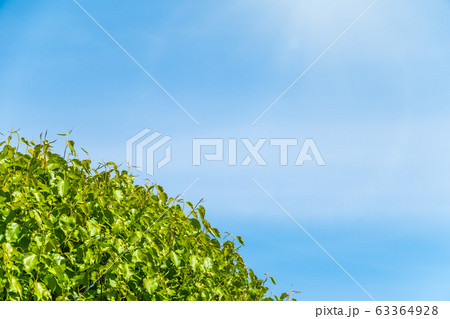 Tree branches with fresh green leaves on blue sky background 63364928