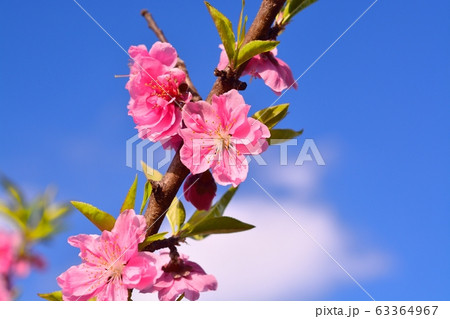 ハナモモ 63364967