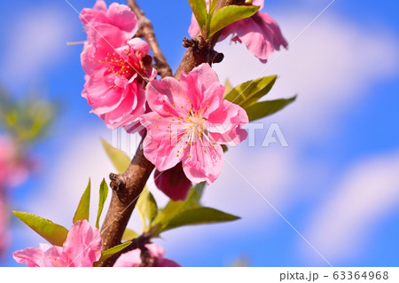 ハナモモ 63364968