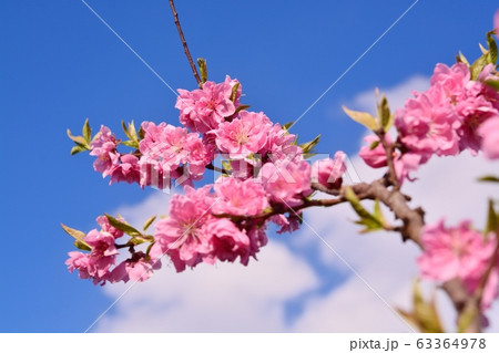 ハナモモ 63364978