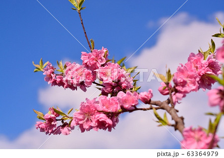 ハナモモ 63364979