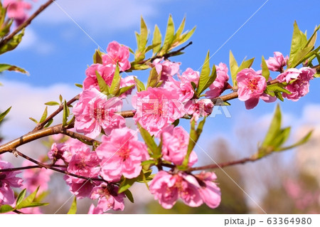 ハナモモ 63364980