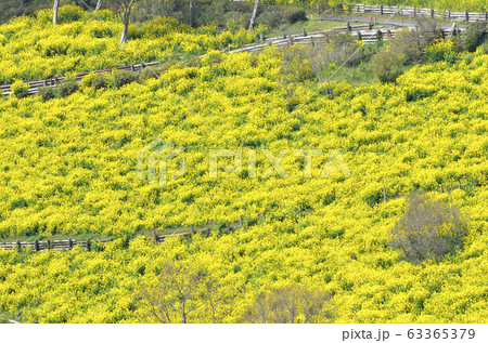 菜の花 63365379