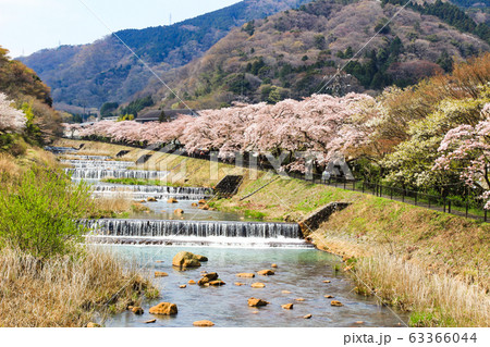 箱根 宮城野早川堤の桜 箱根 宮城野早川堤の桜 63366044