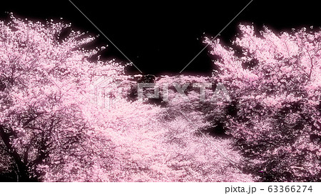 夜桜のイラスト素材